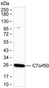 C7orf50